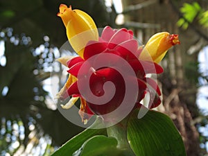 Tropical Flower