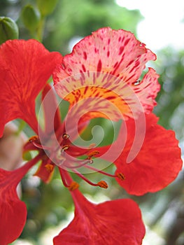 Tropical flower detail - flamboyant