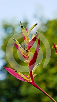 Tropical flower exotic, Heliconia Latispatha flower