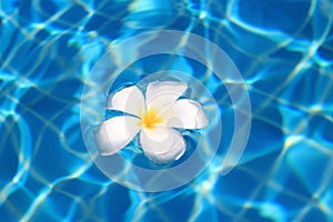 Tropical flower floating in a swimming pool.