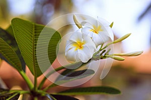 Tropical flower frangipani,. Thailand, Koh Samui island.