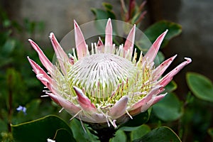 Tropical Flower (Fynbos) photo