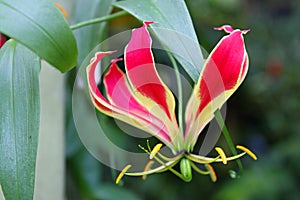 Violet and Yellow Tropical Flower Gloriosa Superba, Botanic Garden