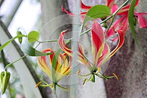 Violet and Yellow Tropical Flower Gloriosa Superba, Botanic Garden