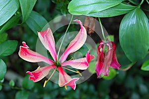 Violet Tropical Flower Gloriosa Superba, Botanic Garden