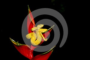 Tropical flower and golden eyelash viper