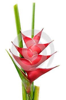 Tropical flower heliconia