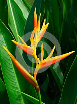 Tropical Flower Heliconia