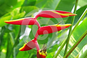 Tropical flower Heliconia