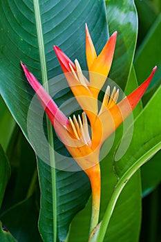 Tropical Flower Heliconia photo