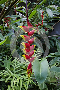 Tropical Flower: Heliconia Rostrata, Lobster Claw photo