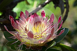 Tropical flower King Protea