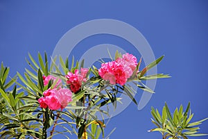 Tropical flower with leaves intertwined on tree