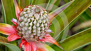 Tropical Flower, Marino Ballena National Park, Costa Rica