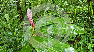 Tropical Flower, Marino Ballena National Park, Costa Rica