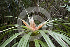 Tropical flower: Orange 'Ie 'Ie flowering vine