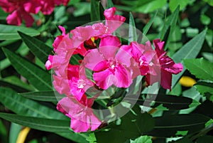 Tropical Flower in Park in the Old Town of Savannah, Georgia