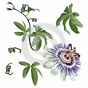 Tropical flower, Passion flower, with leaves branch, isolated object, Violet passiflora tropical flower.