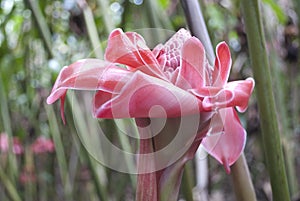 Tropical Flower: Pink Torch Ginger in Hawaii