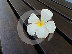 Tropical flower plumeria alba