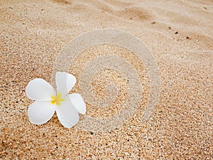 Tropical flower Plumeria alba or white frangipani on a sandy beach