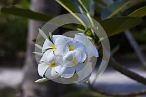 Tropical flower plumeria in bloom. Franjipani