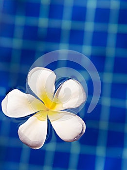 Tropical flower plumeria frangipani in swimming pool