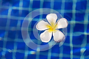 Tropical flower plumeria frangipani swimming pool