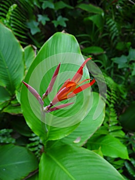 Tropical flower in the rainforest of La RÃ©union Island