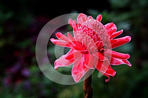 Tropical flower red torch ginger or etlingera elatior or zingiberaceae