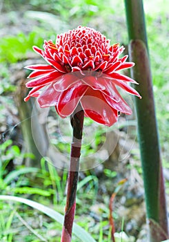 Tropical flower red torch ginger (Etlingera elatior or zingiberaceae), on white background
