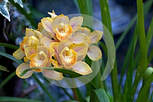 Tropical Flower at renowned Fredrick Meijer Garden photo