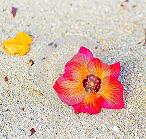Tropical flower on a sandy beach, Male, Maldives. Close-up.