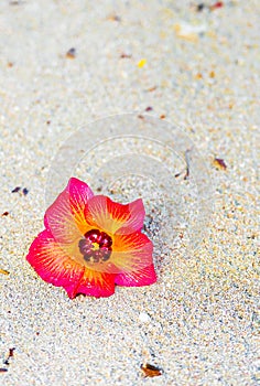 Tropical flower on a sandy beach, Male, Maldives. Close-up. Vertical.