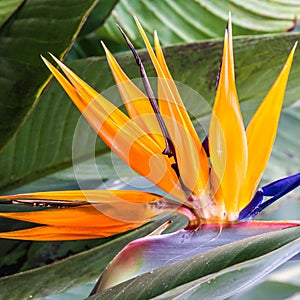 Tropical flower strelitzia, bird of paradise