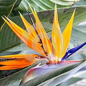 Tropical flower strelitzia, bird of paradise, Madeira island, Funchal, Portugal