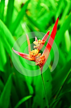 Tropical flower strelitzia or bird of paradise