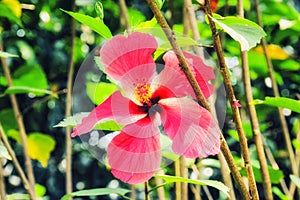 Tropical Flower photo