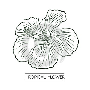 Tropical flower vector design in handrawn style