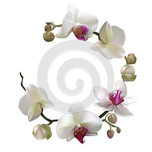 Tropical flower. White orchid with purple center. Phalaenopsis. Wreath of white flowers and buds.