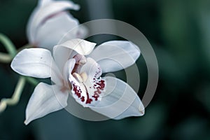 Tropical flower, white with red splashes, similar to a dragon or a bird