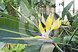 Tropical Flower in Winter Paradise Garden