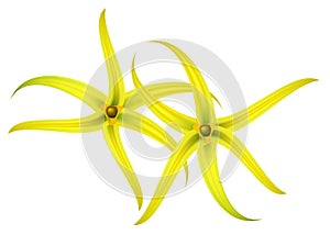 Tropical flower - ylang-ylang (Cananga).