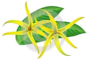 Tropical flower - ylang-ylang (Cananga).