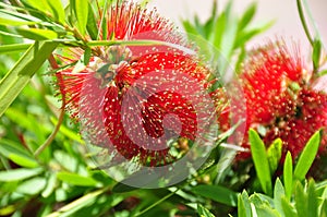 Tropical flowering tree with dark-red puff-like flowers