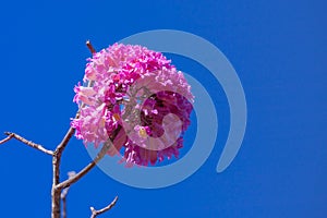 A single flowering branch of Pink Trumpet Tree Tabebuia impetiginosa. photo