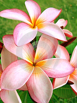 Tropical flowers photo