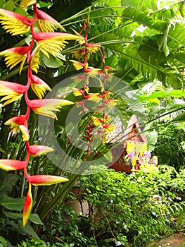 tropical flowers bird of paradise thailand