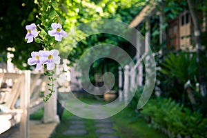 Tropical flowers on a blurred background of garden and summer house