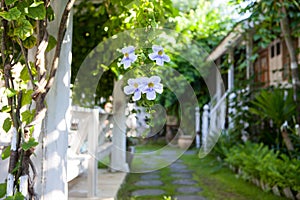 Tropical flowers on a blurred background of garden and summer house